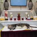 장현 동물병원 이미지