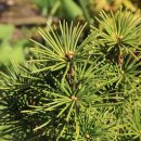 금송목재 이미지