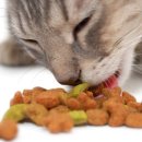 도도한고양이 이미지