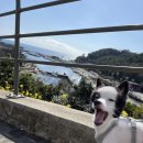 중문동물병원