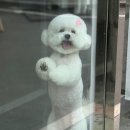 그루멍(groomung) 네이버블로그
