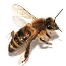 꿀벌 바이러스 : 벌目의 감염 경로 (논문) 이미지
