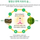 24년 09월 28일(토) 고흥 녹동항 드론쇼&amp;고흥 팔영산 편백 치유숲, 나로도 100년 명품 편백숲 이미지