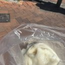 네네치킨동산점 | [호주 워홀] D+94~107 디올기프트, 디즈니프린세스, 크라잉베이비, 텔레토비, 팝마트중독자 그게 바로...