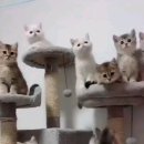 고양이네 생선가게 이미지