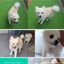 개님살롱 레이크사이드 이미지