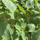 하가막마을 이미지