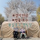 원남면 테마공원 화장실(제1 캠핑장) | 경기 벚꽃 캠핑 용설호수 캠핑장 명당 후기 + 26년 벚꽃 개화 시기