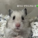 온다베이크 이미지