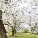 고목초등학교 이미지