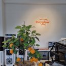 춘천 카페 데이글로우(cafe dayglow) 도넛 맛에 눈을 뜨다🤩