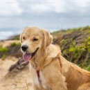 강아지집 이미지