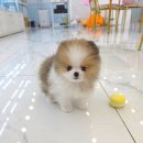 꽃강아지 이미지