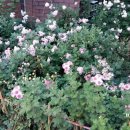 하계미성아파트.을지병원 이미지