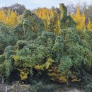 수종목장 이미지