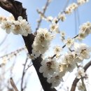 광양매화문화관 이미지