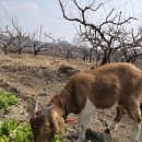 순한농장 이미지