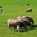 방목태양광발전소 이미지