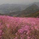 창원 천주산 진달래 군락지 이미지