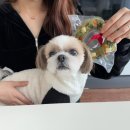 이모네 강아지 이미지