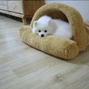 하얀강아지 이미지