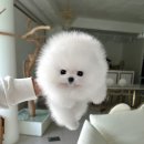 퍼피블랑 이미지