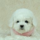 도그비숑 이미지