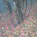 완도 예송리 상록수림 이미지