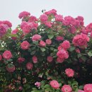 5월 28일 꿈순이러브레터 이미지