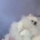 강아지미용실502 | 천안애견미용 코코그루밍 방문 후기 – 누워서 그루밍 받는 설탕이 모습에 흐뭇했던 하루 🐶✨