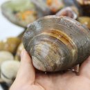 모아회집 이미지