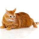 위즈동물병원 이미지