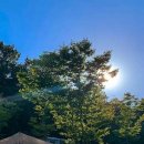 금성애견 이미지