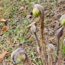 부여 조응록 영정 | 두보 시모음 29 - 正月三日,佐還山後3,中宵,催租行,秋野五首,春日戱題,戱贈友2, 奉陪鄭2,雨 2