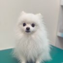 포시즌 동물병원 이미지