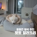 하태 | 중형견 방석 추천! 시바견 하태가 써본 펫토 알러프리 후기