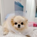 로지동물의료센터 이미지