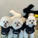 쿠름 이미지