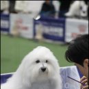 유어펫 라운지 강아지분양 네이버블로그