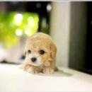 부천강아지분양 고양이분양 24시 데려가개 부천점 이미지