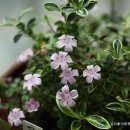 백정화(단정화라고도 함,)백정화(百丁花,Serissa japonica)키우기 이미지