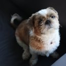 쇼독(Show dog) 이미지