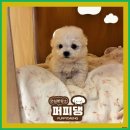 퍼피댕 강아지분양 안심분양소 광명점 말티푸 미니비숑 토이푸들 이미지