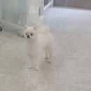 멍 삼촌 이미지