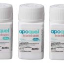 분당 피엘 동물피부클리닉 이미지