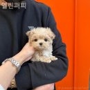 엘린퍼피 이미지