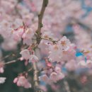 안동약국 이미지