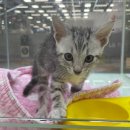 야옹아 멍멍해봐 동탄하나로점 이미지