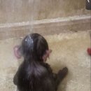 세겹줄