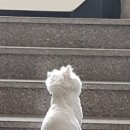 아온